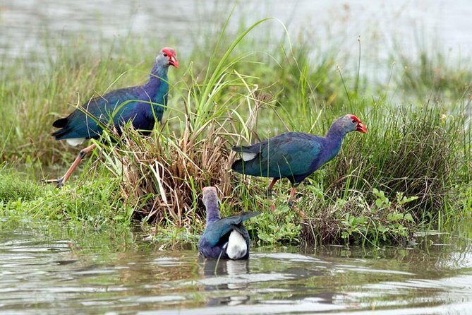 Day Tour to Anawilundawa Wetland Sanctuary - The Sum Up: Is the Anawilundawa Wetland Tour Worth It?