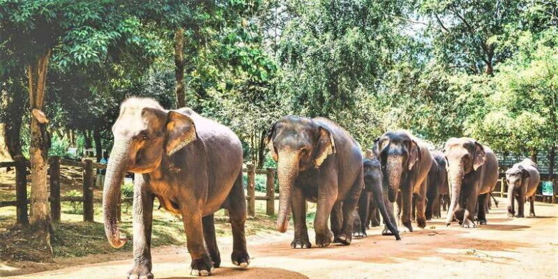 Day Tour to Elephant Orphanage / spice garden - Key Points