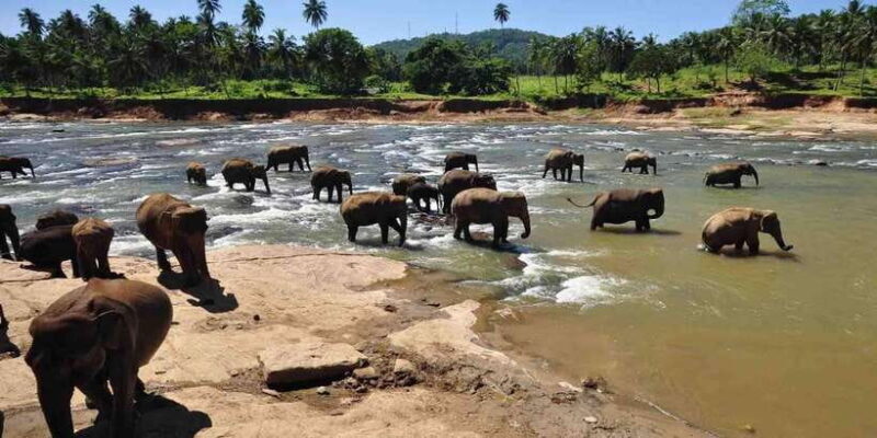 Day Tour to Elephant Orphanage / spice garden - What to Expect from the Tour