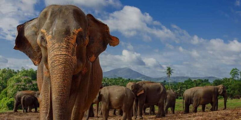 Day Tour to Elephant Orphanage / spice garden - What’s Included and What It Means for You