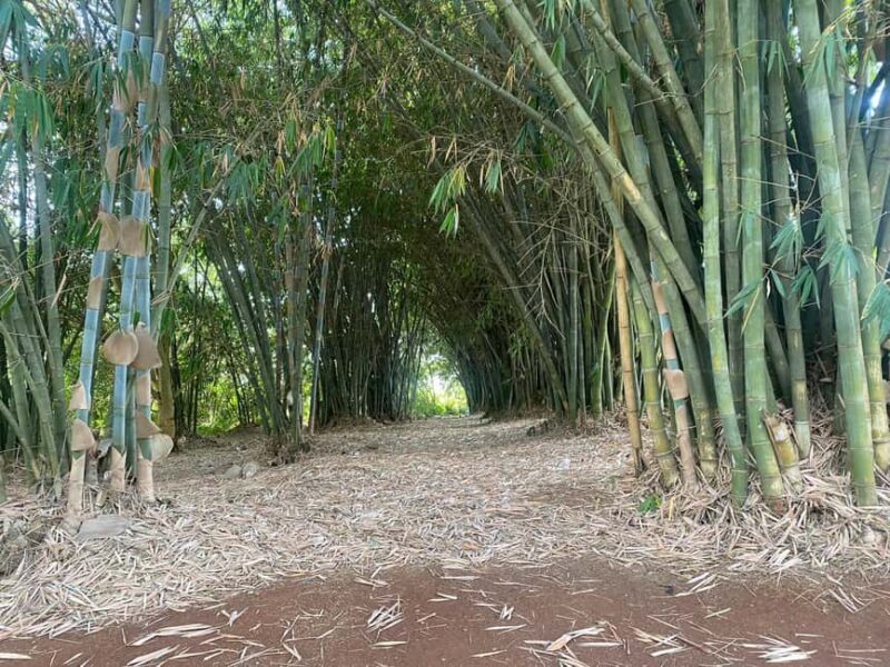 Day Tour to Fairview Coffee Estate From Nairobi - Key Points