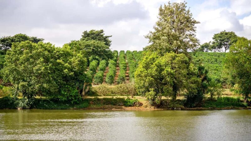 Day Tour to Fairview Coffee Estate From Nairobi - A Closer Look at the Fairview Coffee Estate Day Trip