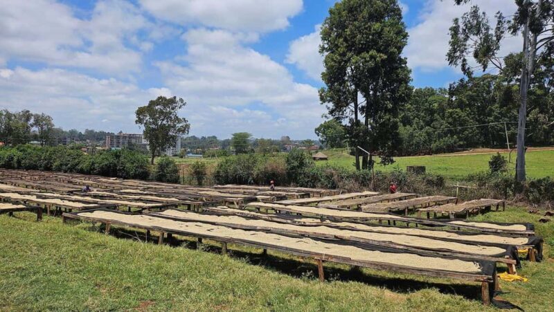 Day Tour to Fairview Coffee Estate From Nairobi - Who Should Consider This Tour?
