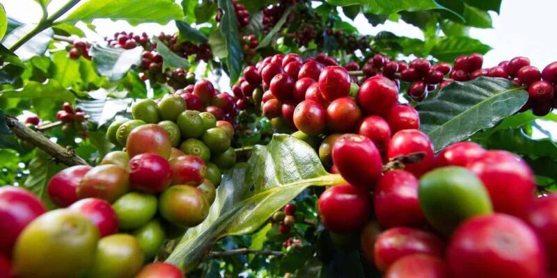 Day Tour to Fairview Coffee Farm - Key Points