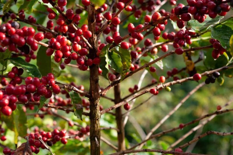 Day Tour to Fairview Coffee Farm - What to Expect from the Fairview Coffee Farm Tour