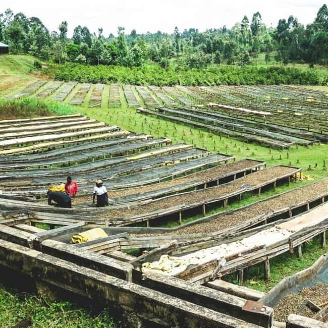 Day Tour to Fairview Coffee Farm - Final Thoughts