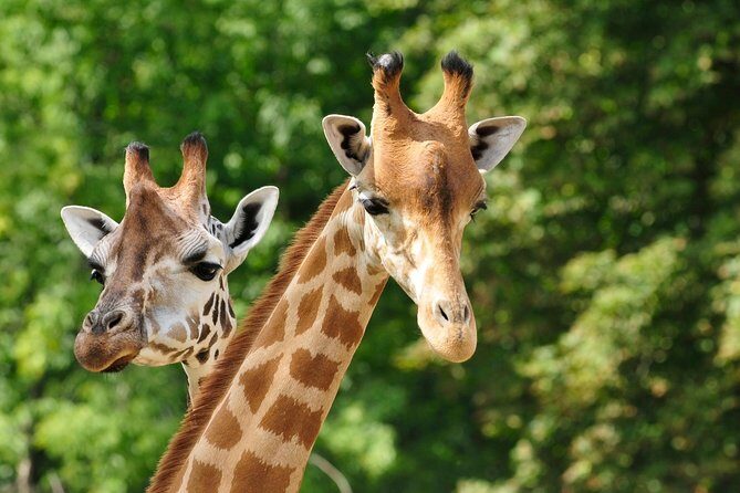 Day tour to Giraffe Center and Karen Blixen Museum - Key Points