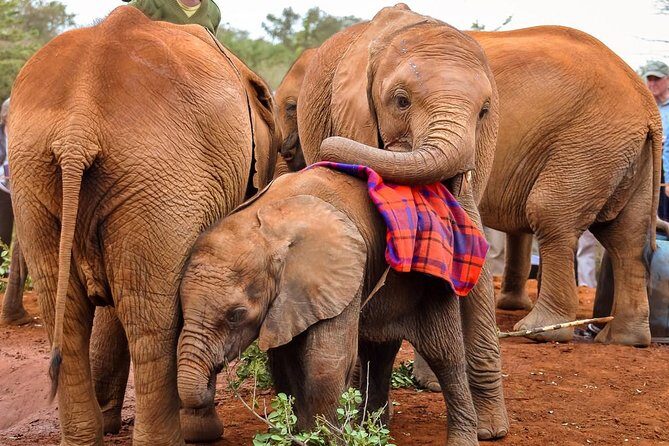 Day tour to Giraffe Center and Karen Blixen Museum - A Closer Look at the Journey