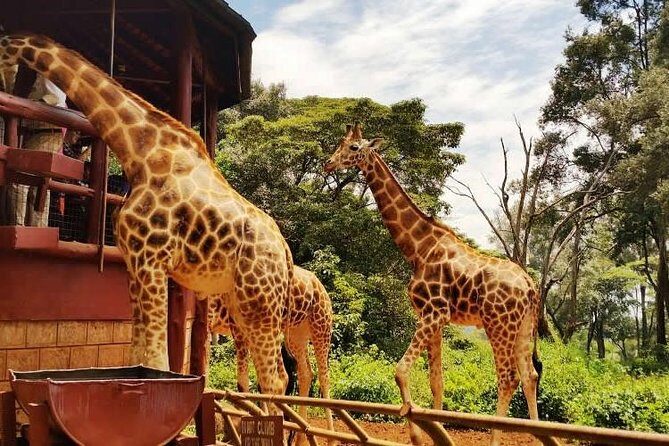 Day tour to Giraffe Center and Karen Blixen Museum - Practical Tips for Travelers