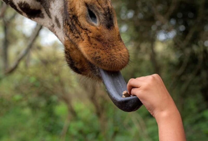 Day tour to Giraffe Center and Karen Blixen Museum - A Detailed Look at the Tour Experience