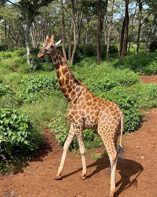 Day Tour to Giraffe Center and Karen Blixen Museum - Analyzing the Value