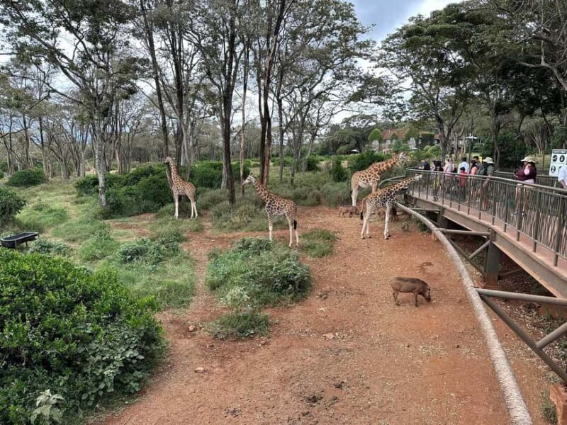 Day Tour to Giraffe Center and Karen Blixen Museum - Who Will Love This Tour?