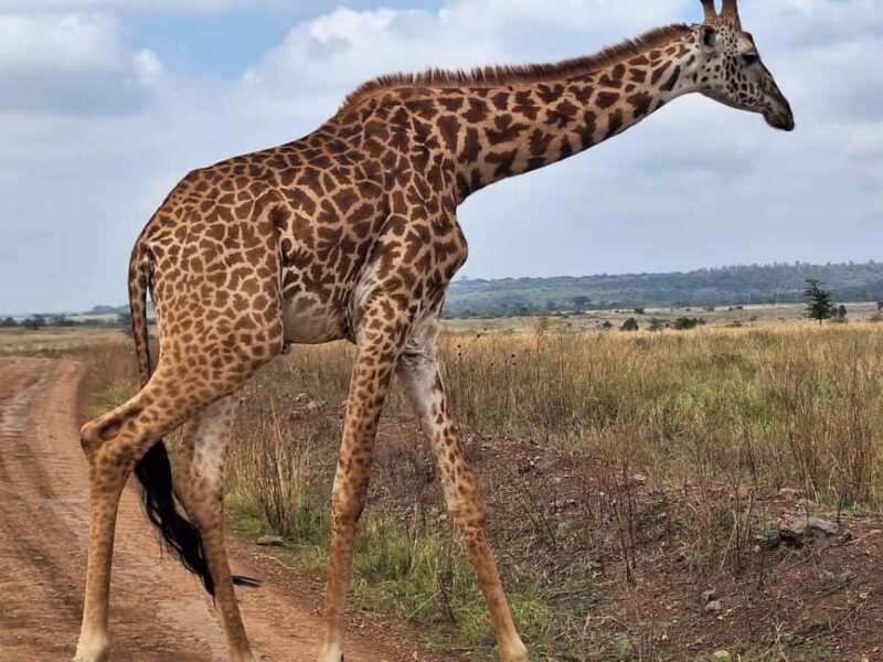 Day Tour to Giraffe Center and Karen Blixen Museum - The Sum Up