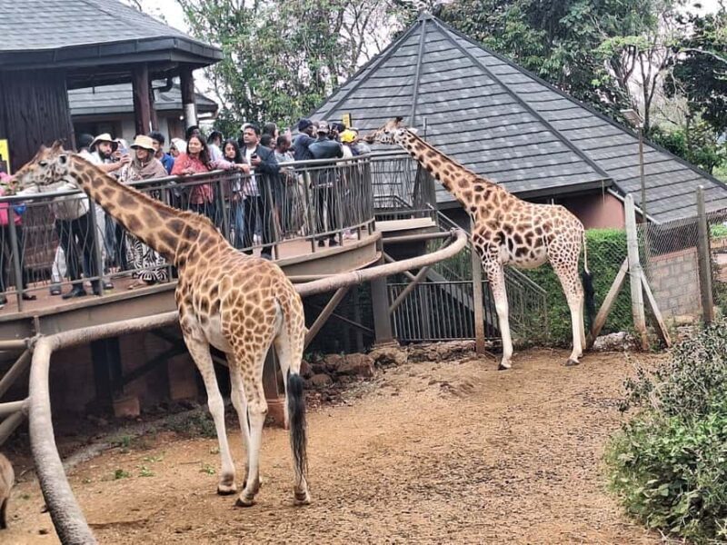 Day Tour to Giraffe Center and Karen Blixen Museum - Frequently Asked Questions