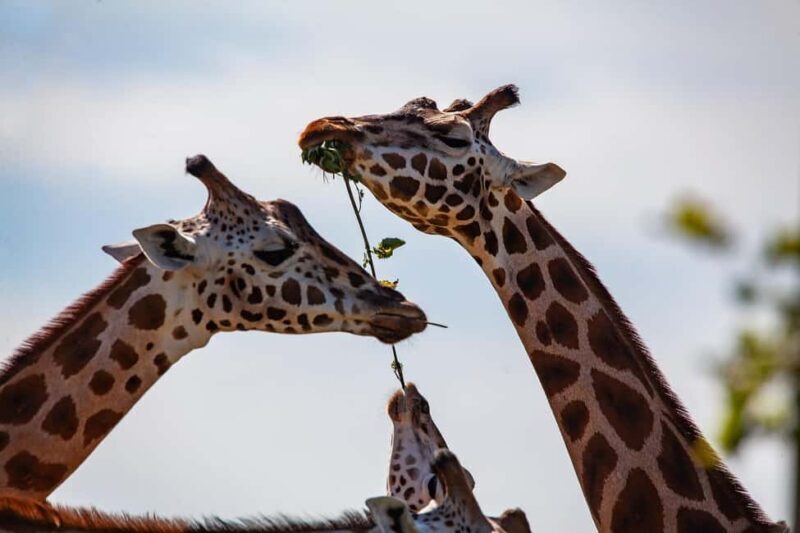 Day tour to Giraffe, Elephant and Nairobi National park - Key Points
