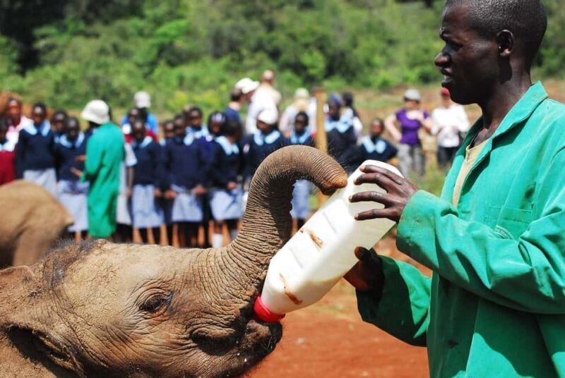 Day tour to Giraffe, Elephant and Nairobi National park - Giraffe Centre: Feeding and Learning