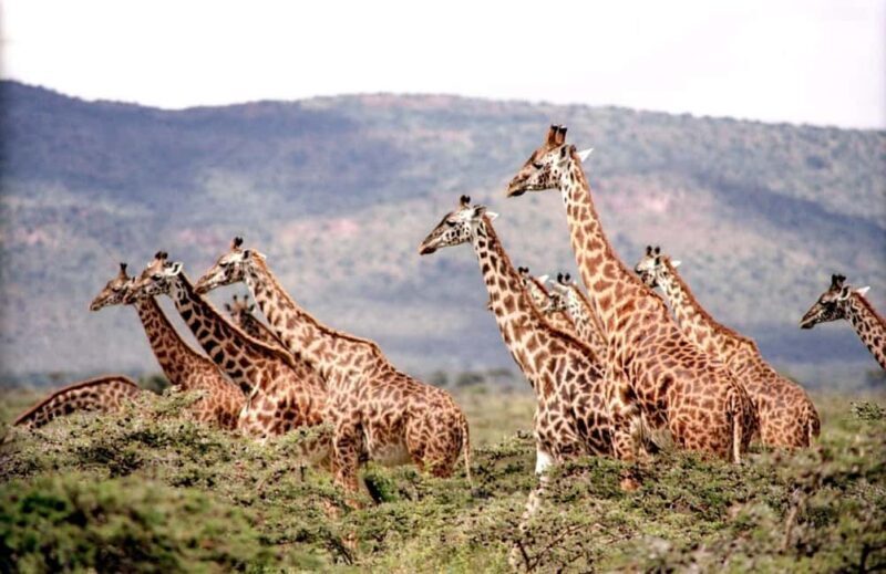 Day tour to Giraffe, Elephant and Nairobi National park - Lunch Break and Rest