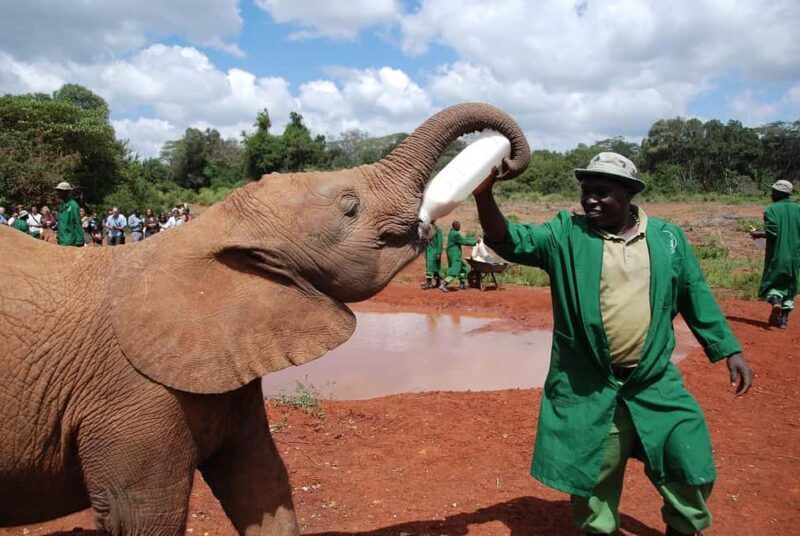 Day tour to Giraffe, Elephant and Nairobi National park - Return to Your Hotel