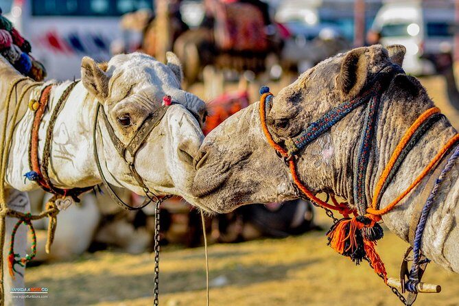 Day Tour to Giza Pyramids, Cairo Downtown, & Islamic Cairo - The Itinerary in Detail