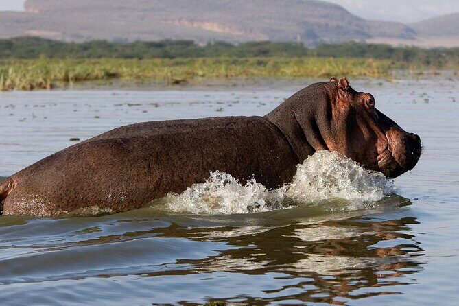 Day tour to Hells Gate, Lake Naivasha and Crescent Island Walk - What the tour includes and what to consider