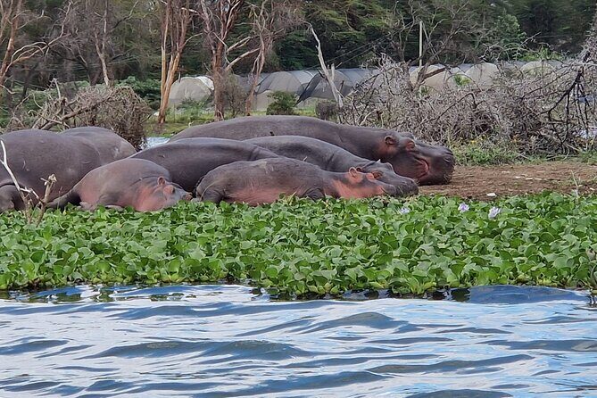 Day Tour To Hell's Gate National Park and Optional Boat Ride on Lake Naivasha. - Exploring Hell’s Gate National Park