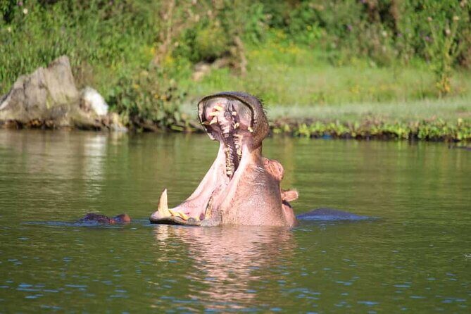 Day Tour To Hell's Gate National Park and Optional Boat Ride on Lake Naivasha. - Practical Details and Value