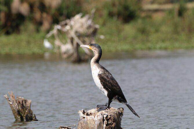 Day tour to Hell's Gate National park and optional Boat ride on lake Naivasha - Who Is This Tour Best Suited For?