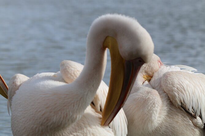 Day tour to Hell's Gate National park and optional Boat ride on lake Naivasha - FAQ