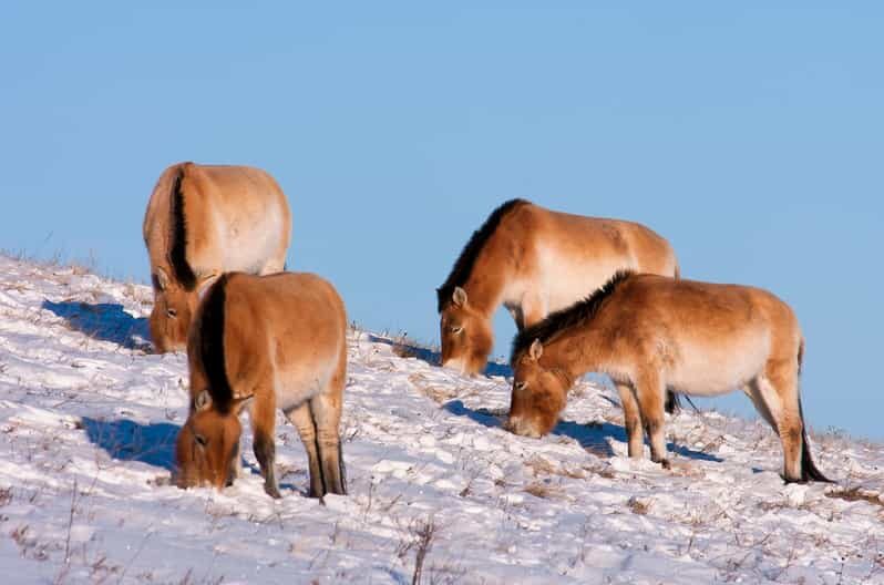 Day tour to Hustai national park - Practical Tips for Your Trip