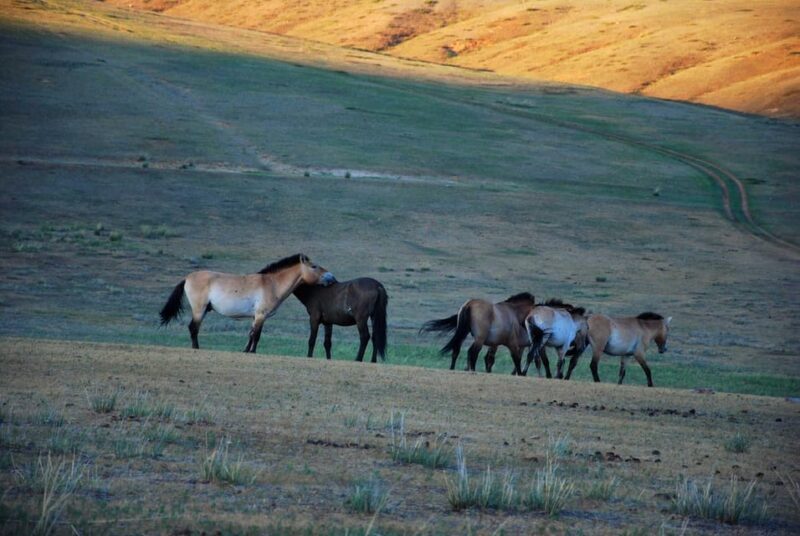Day tour to Hustai national park - FAQ