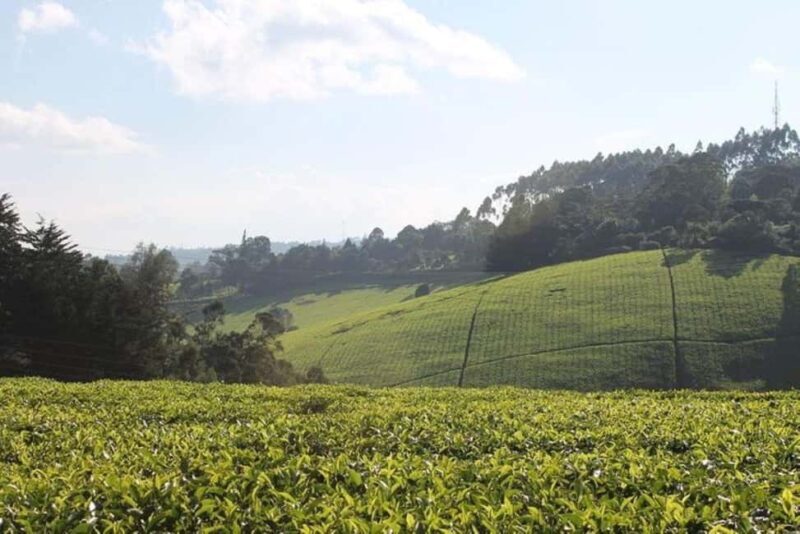 Day Tour to Kiambethu Tea Farm in Limuru - Introduction