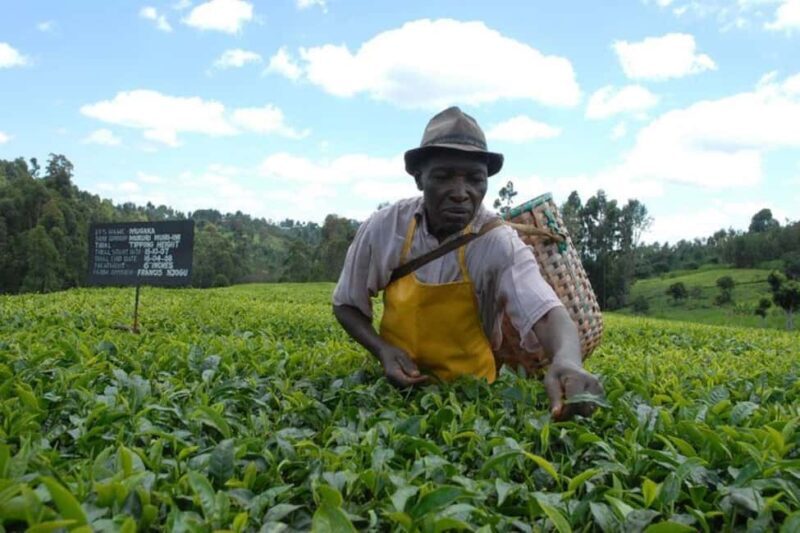 Day Tour to Kiambethu Tea Farm in Limuru - Key Points