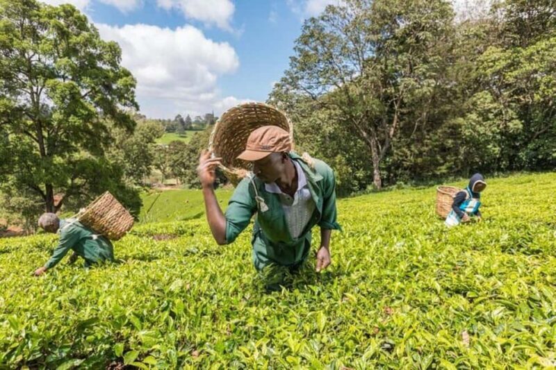 Day Tour to Kiambethu Tea Farm in Limuru - Practical Details & What’s Included