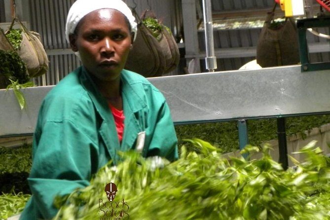 Day Tour To Kiambethu Tea Farm in Limuru - The Arrival and First Impressions