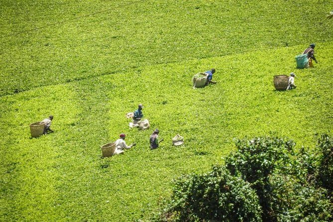 Day Tour To Kiambethu Tea Farm in Limuru - The Farmhouse and Lunch