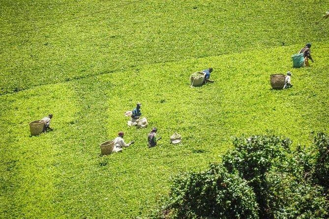 Day tour to Kiambethu tea farm in Limuru from Nairobi - A Detailed Look at the Kiambethu Tea Farm Day Tour