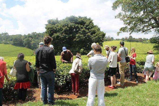 Day tour to Kiambethu tea farm in Limuru from Nairobi - Who Should Consider This Tour?