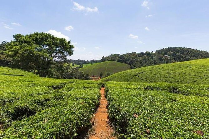 Day tour to Kiambethu tea farm in Limuru from Nairobi - FAQ