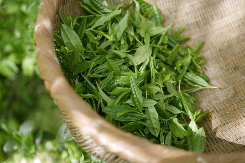 Day Tour To Kiambethu Tea Farm in Limuru - Exploring the Day Tour to Kiambethu Tea Farm in Limuru