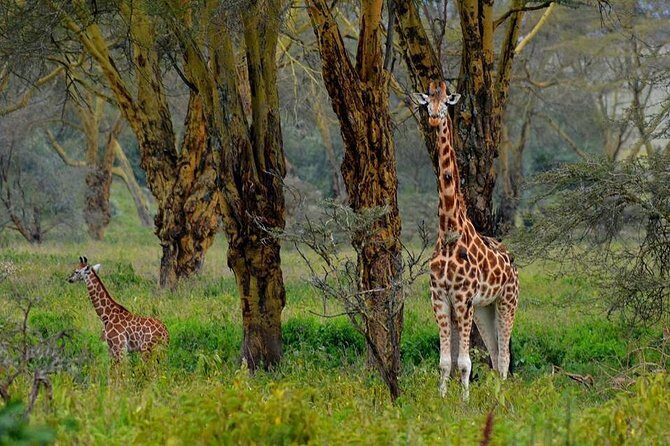 Day Tour To Lake Nakuru Park With Optional Boat Ride on Lake Naivasha - What Makes This Tour Stand Out