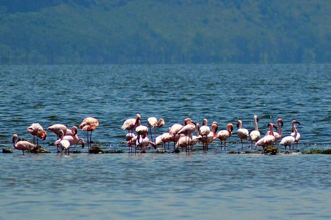 Day Tour To Lake Nakuru Park With Optional Boat Ride on Lake Naivasha - What Travelers Say