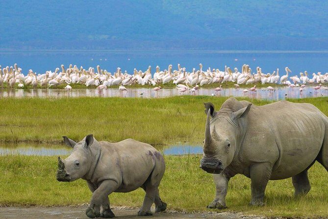 Day Tour To Lake Nakuru Park With Optional Boat Ride on Lake Naivasha - The Sum Up