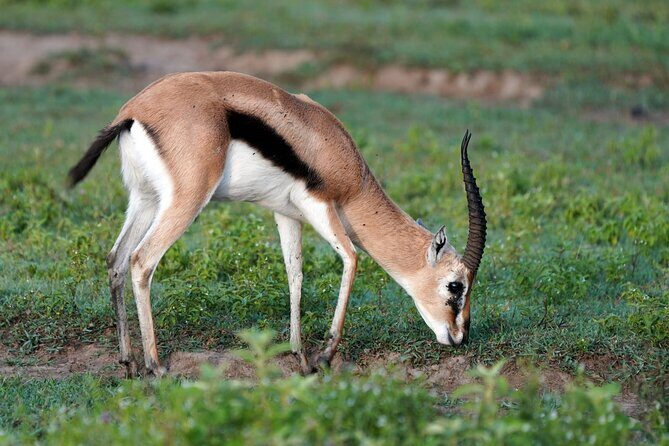 Day Tour To Lake Nakuru Park With Optional Boat Ride on Lake Naivasha - Frequently Asked Questions