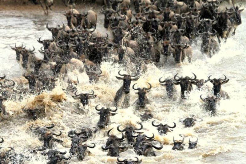 Day Tour to Maasai Mara Game Reserve from Nairobi. - Key Points