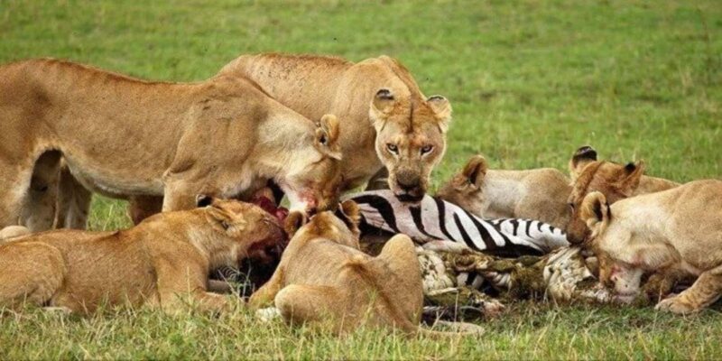 Day Tour to Maasai Mara Game Reserve from Nairobi. - Exploring the Itinerary: What to Expect