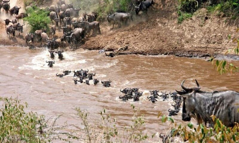 Day Tour to Maasai Mara Game Reserve from Nairobi. - Who Should Consider This Tour?