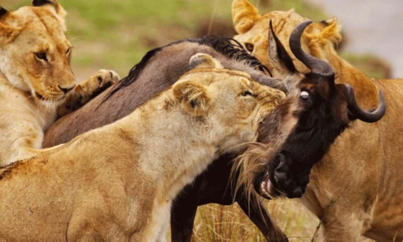 Day Tour to Maasai Mara Game Reserve from Nairobi. - The Sum Up