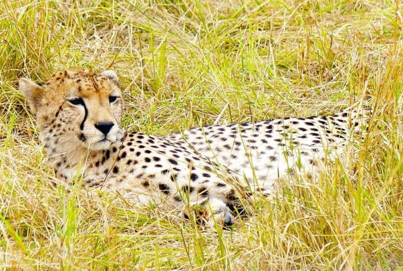 Day Tour to Maasai Mara Game Reserve from Nairobi - Key Points
