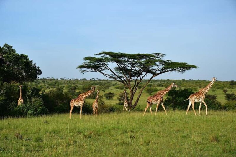 Day Tour to Maasai Mara Game Reserve from Nairobi - The Itinerary: What to Expect from Dawn to Dusk