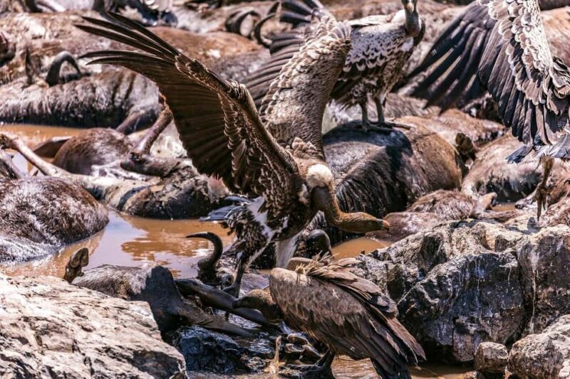 Day Tour to Maasai Mara Game Reserve from Nairobi - Authentic Wildlife Encounters & Guide Expertise